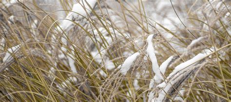 Graminées sous la neige