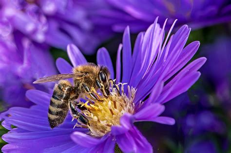 Abeille en train de polliniser une fleur