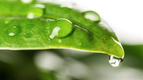 importance de l'eau pour les plantes