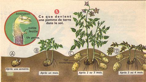 cycle de croissance de la pomme de terre et besoins en eau