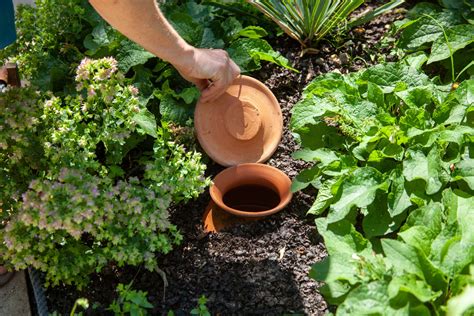 oyas dans un potager