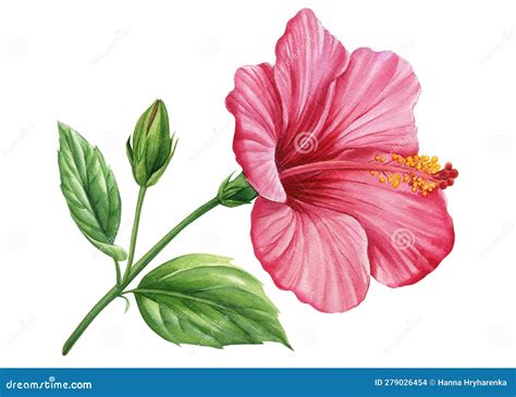 Illustration d'une fleur d'Hibiscus rosa-sinensis aux couleurs vives