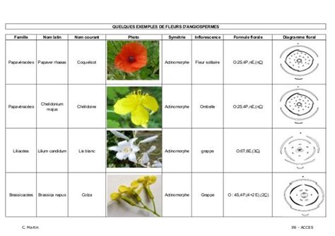 Tableau présentant différents cultivars d'Hibiscus rosa-sinensis avec leurs caractéristiques florales