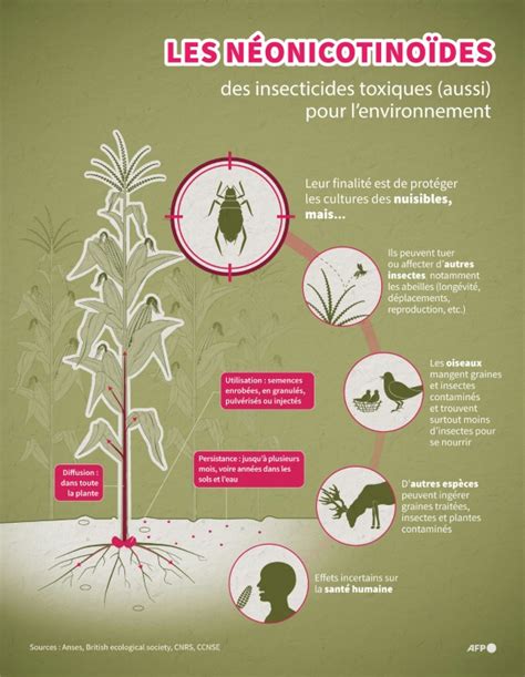 Schéma des différents ravageurs de l'hibiscus et leurs effets