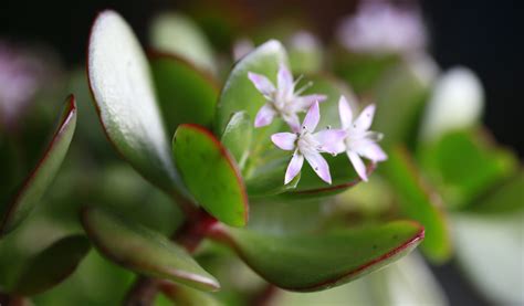 Crassula ovata et ses feuilles charnues