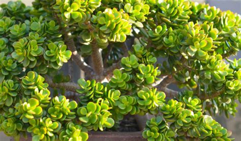 Arrosage modéré d'un arbre de jade en pot