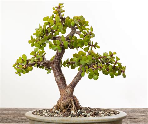 Bonsaï d'arbre de jade
