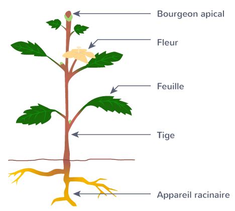 Schéma d'une plante angiosperme avec ses organes principaux (racines, tige, feuilles, fleurs, fruits)