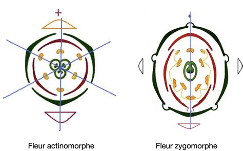 Diagramme floral simplifié d'une fleur actinomorphe