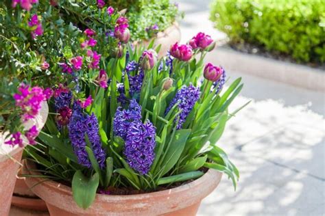 Plantation de bulbes de printemps en pot