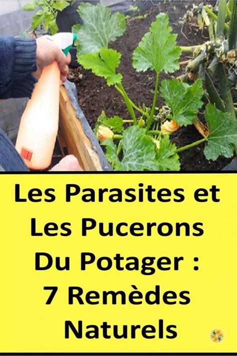 Lutter contre les pucerons avec des remèdes naturels