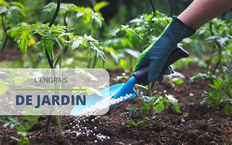 Différents types d'engrais verts pour le jardinage