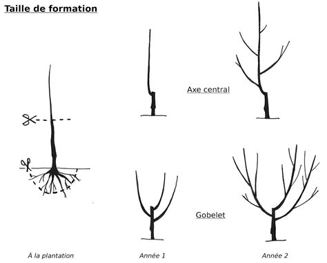 Taille de formation d'un jeune arbre fruitier