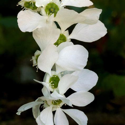 Exochorda en pleine floraison