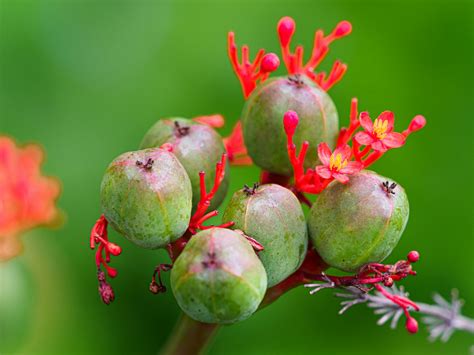 Gros plan sur les fruits de l'Exochorda