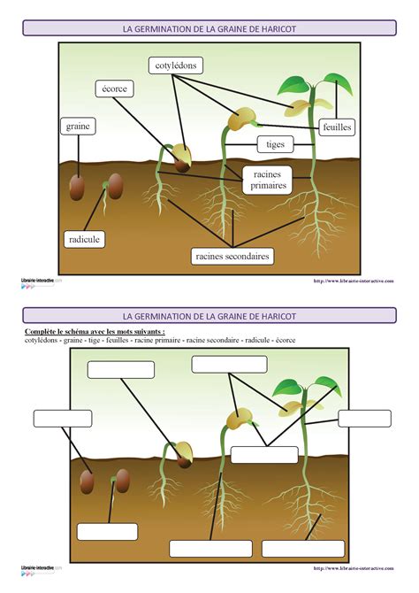 Schéma des différents cycles de culture du haricot vert (rame, nain, demi-sec)