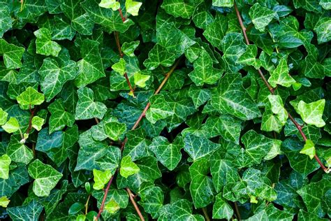 Lierre grimpant et ses feuilles foncées