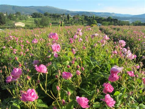 Champ de roses du Domaine de Manon à Grasse
