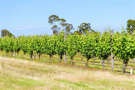 Vignoble en pleine croissance avec engrais appliqué