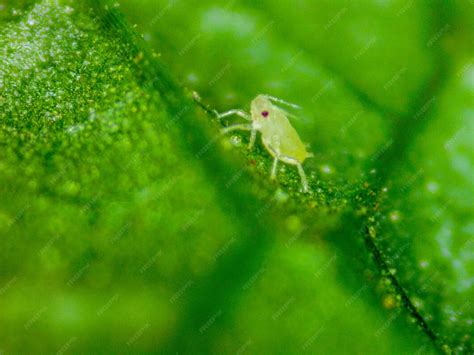 Puceron vert sur feuille d'arbre fruitier