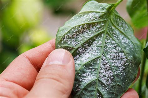 Feuilles d'arbre fruitier attaquées par des tétranyques