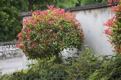 Photinia taillé en boule