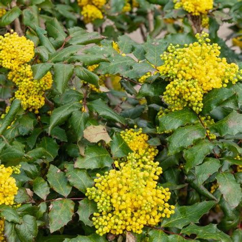 Mahonia aquifolium en fleurs