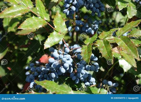 Baies de Mahonia aquifolium