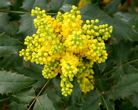 Variétés de Mahonia