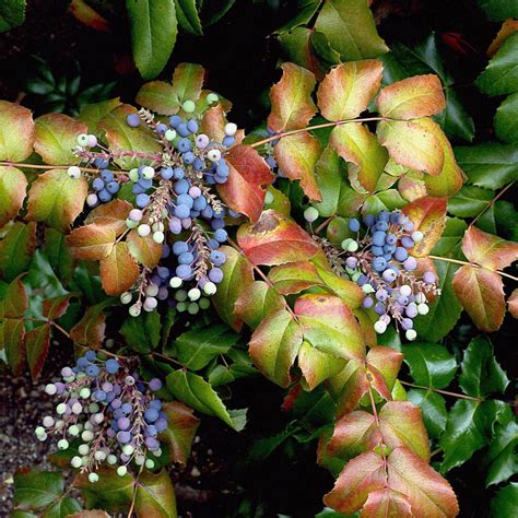 Feuilles de Mahonia atteintes de rouille