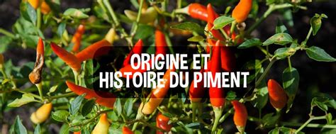 Histoire du piment et sa dispersion mondiale