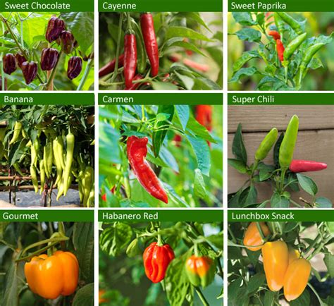 Tableau comparatif des variétés de piment