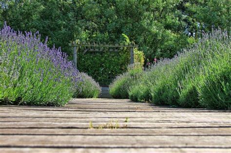 Allée de jardin bordée de lavande