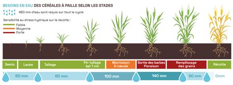 Graphique montrant l'évolution du rendement de l'orge de printemps en fonction de la date de semis