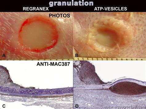 Diagramme illustrant l'unité mobile de granulation Proxiflex