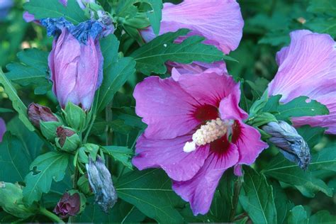 Taille d'un hibiscus syriacus