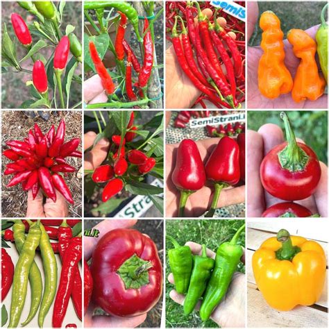 Variétés de piments et poivrons