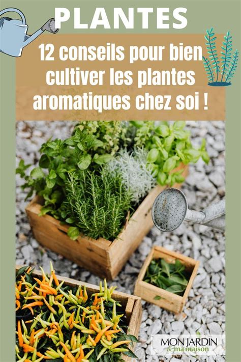 Conseils pour la culture de plantes aromatiques