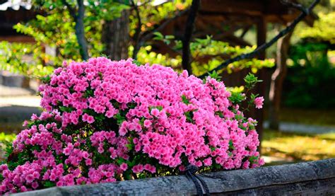 Azalée japonaise en pleine floraison dans un jardin