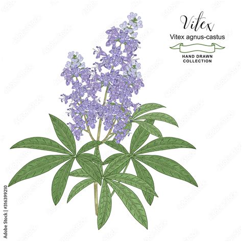 Illustration d'un Vitex agnus-castus en pleine floraison estivale avec ses épis bleu-mauve caractéristiques
