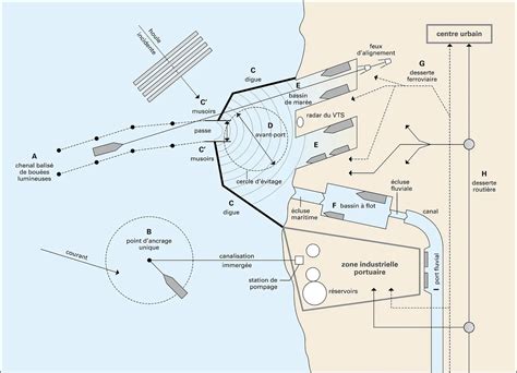 Schéma comparatif des silhouettes entre le port buissonnant classique et la forme naine compacte