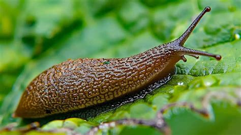 Schéma comparatif des dégâts causés par les limaces et les escargots