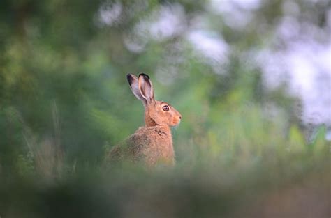 Lapin regardant prudemment autour de lui dans un environnement naturel