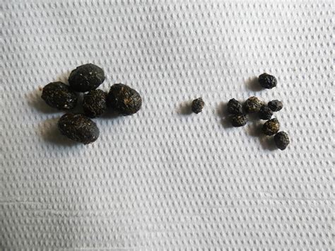 Image comparative de crottes de lapin saines et anormales