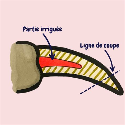 Schéma montrant la coupe correcte d'une griffe de lapin, avec indication de la zone à éviter
