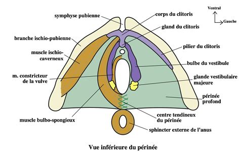 schéma anatomique du clitoris et de ses nerfs