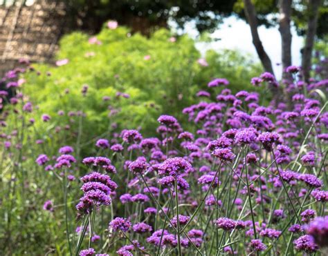 Verveine de Buenos-Aires en pleine floraison