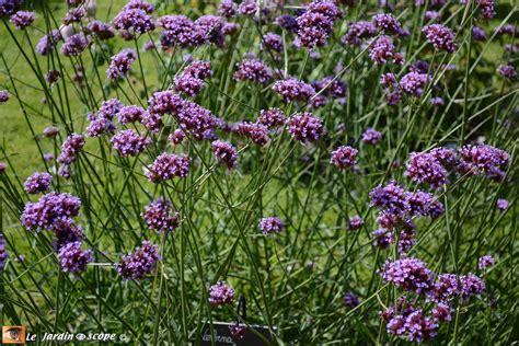 Mélange de verveines des jardins aux couleurs variées