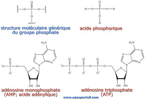 Schéma moléculaire du phosphate monocalcique
