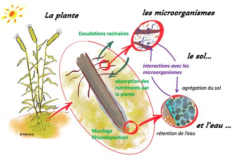 Diagramme montrant l'absorption du phosphore par les racines des plantes
